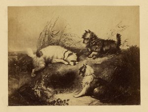 [Målning av hundar av Charles Tomkins] av Unknown artist