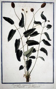 Pimprenelle: Pimpinella Sanguisorba major. av Unknown artist