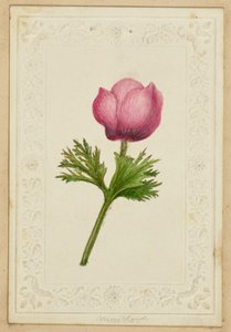 [Anteckningskort med rosa blommor] av Unknown artist