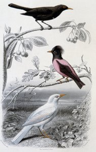 Naturhistorisk tallrik: Koltrast, vit koltrast och rosa koltrast - i ””Oeuvres de Buffon””, red. Furne Jouvet & cie, Paris av Unknown artist
