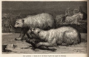 Isbjörnar på isen och slår en säl som de just fångat. Gravyr för att illustrera resan till den arktiska polens fria hav, av doktor Hayes, kirurg vid den amerikanska flottan, 1860-1862, publicerad i "Le tour du monde, nouveau journal des voyag av Unknown artist