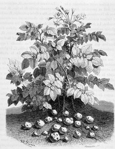 Potatis och stärkelsehaltiga knölar av dess rötter - fikonträd av Unknown artist