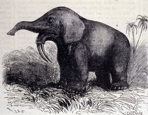 Förhistoria: representation av en Dinotherium, typ av patchyderm. av Unknown artist