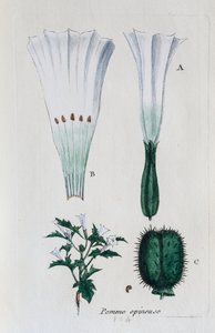 Prickigt äpple (datura, vanlig jimsonweed) av Unknown artist