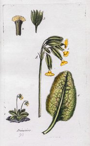 Primrose av Unknown artist