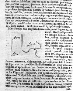 Representation av ett fruktträdsfrö Beskrivning gjord av den holländska handlaren och vetenskapsmannen Antoine van Leeuwenhoek (eller Leeuvenhoek Leeuwenhoeck) (eller Antoni eller Anthonie) (1632-1723). Gravyr från "Investigatio Arcanorum" 1722 av Unknown artist