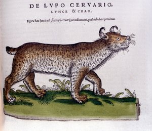 Representation av ett lodjur (varg - rådjur) - Historia Animalium de Conrad Gesner (1516 - 1565), Tiguri av Unknown artist