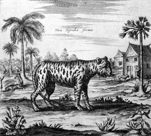 Representation av en tiger, gravyr av "" De China Monumenta"" av Athanasius Kircher av Unknown artist