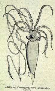 Representation av en Architeuthis Harveyi, jättebläckfisk. av Unknown artist