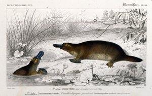Representation av en Ornithorynch (Ornithorhynchus paradoxus, Blum.). gravyr från "Universal Dictionary of Natural History"" av C. D