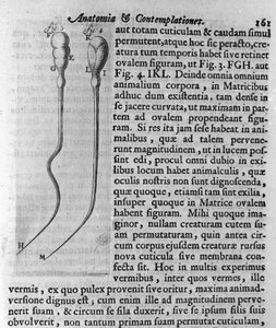 Representation av hundspermatozoider Beskrivning gjord av den holländska handlaren och vetenskapsmannen Antoine van Leeuwenhoek (eller Leeuvenhoek Leeuwenhoeck) (eller Antoni eller Anthonie) (1632-1723). Gravyr från "Investigatio Arcanorum" 1722 av Unknown artist