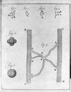 Representation av hematia (röda blodkroppar) hos lax och piggvar Studie av den holländska handlaren och naturforskaren Antoine van Leeuwenhoek (eller Leeuvenhoek eller Leeuwenhoeck) (eller Antoni eller Anthonie) (1632-1723) Gravyr från "Epistolae ad Societ av Unknown artist