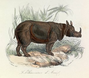 Asiatisk noshörning klassificerad enligt Linneene-nomenklaturen  Cuvier (gravyr) av Unknown artist