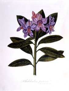 Rhododendron (Rhododendrumbroar). av Unknown artist
