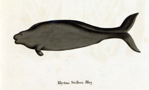 Rhytina Stelleri även kallad marinko Steller, exemplar försvann på 1700-talet. av Unknown artist