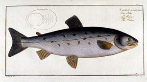 Lax (Salmo salar) av Marc Elieser Bloch Ichtyologie Paris - Berlin - London 1787. av Unknown artist
