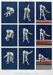 Serie med bilder av en katt som faller, ca 1895 (tryck) av Unknown artist