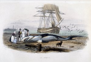 Hajfiske - i "Lacepèdes naturhistoria"" av Unknown artist