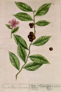 Sinensis teväxt - botanisk tavla av Unknown artist