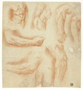 Skisser av armar, manlig torso och rygg av Unknown artist