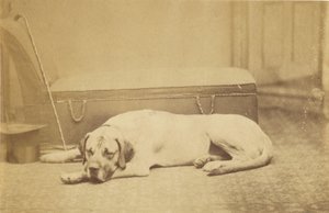 [Sleeping Dog] av Unknown artist