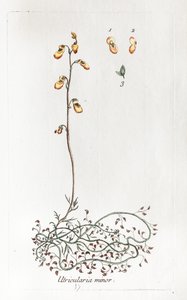 Liten Uricularis av Unknown artist