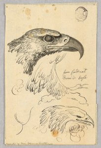 Studier av två örnhuvuden och en vinge, från kardinal Bernis örn av Unknown artist