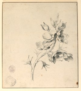 Studie av en gren av vildrosor av Unknown artist