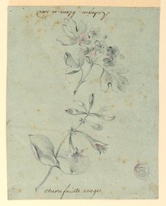 Studie av en Hawthorne och Honeysuckle Bough av Unknown artist