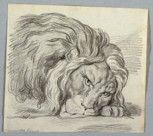 Studie av ett lejon av Unknown artist