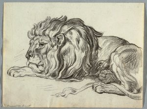 Studie av ett lejon av Unknown artist