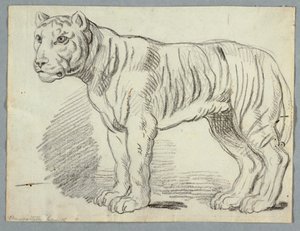 Studie av en tiger av Unknown artist