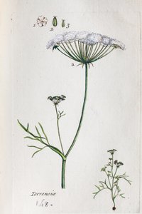 Terrenoix (Terre-Noix, Nox de Terre) av Unknown artist