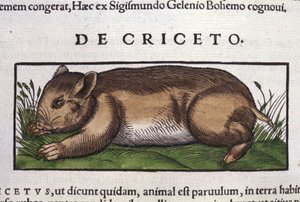 Hamstern i djurens historia av Conrad Gesner (1516 - 1565), Tiguri av Unknown artist
