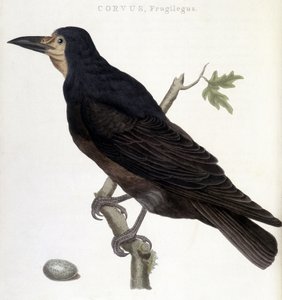 The Raven Frugilegus - naturhistorisk styrelse av Unknown artist