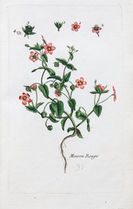 The Scarlet Pimpernel av Unknown artist