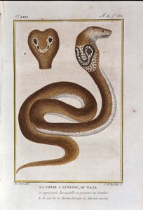Ramen huggorm eller Naja. Plåt tagen från ett naturhistoriskt förräderi av "" Works of Buffon"" av naturforskaren Georges Louis Leclerc, greve av Buffon (1707 - 1788). 1800-talet av Unknown artist