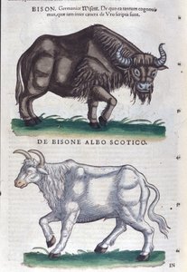 Visenten och den vita bisonen från Historia animalium av Konrad Gesner, Tiguri av Unknown artist