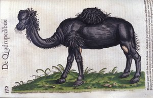 Kamelen från Djurens historia av Konrad Gesner, Tiguri av Unknown artist