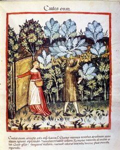 Skörden av kålblomma i en grönsaksträdgård. Belysning från mjölkning av medicin och diet "" Tacuinum sanitatis"" av Unknown artist