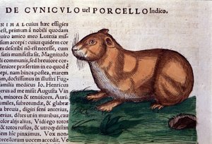 Marsvinet efter Historia animalium av Konrad Gesner, Tiguri av Unknown artist