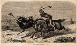Strutsjakten, ritad från ett fotografi, för att illustrera historien om jakt i Afrika av William Charles Baldwin mellan 1852 och 1860. Gravyr i "" Le tour du monde", redigerad av Edouard Charton av Unknown artist