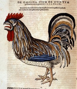 Tuppen efter Historia Animalium av Conrad Gesner, Tiguri 1560. Biblioteca Nazionale Braidense. Milano av Unknown artist