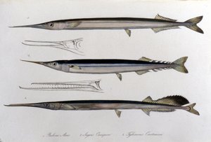 Havsnålen. Naturhistorisk styrelse. 1800-talet. av Unknown artist