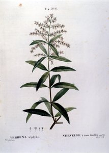 Verbenan. 1800-talsgravyr. av Unknown artist