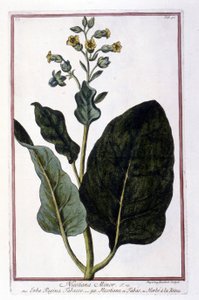 Tobaksväxt (Nicotiana Minor). Botanisk tavla från ett 1700-talsherbarium. av Unknown artist