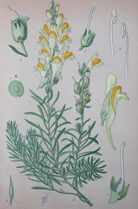 Äkta paddlin (Linaria), växtarter av släktet, vanlig paddlin, vanlig paddlin av Unknown artist
