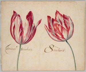 Två tulpaner (recto); En tulpan (verso) av Unknown artist
