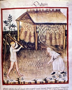 Två bönder återhämtar kornet. På baksidan förvaras vetestövlarna under ett skydd. Belysning från mjölkning av medicin och diet "" Tacuinum sanitatis"" av Unknown artist