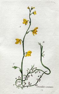 Urikulärt av Unknown artist